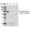 Sulfotyrosine antibody, LS-C821124, Lifespan Biosciences, Western Blot image 