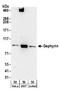 Gephyrin antibody, A304-245A, Bethyl Labs, Western Blot image 