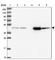 Glutaryl-CoA Dehydrogenase antibody, HPA048492, Atlas Antibodies, Western Blot image 
