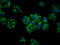 Anoctamin-6 antibody, LS-C680167, Lifespan Biosciences, Immunofluorescence image 
