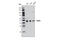 Exoribonuclease 1 antibody, 4055S, Cell Signaling Technology, Western Blot image 
