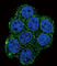 Succinate dehydrogenase [ubiquinone] cytochrome b small subunit, mitochondrial antibody, abx026621, Abbexa, Western Blot image 