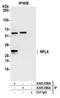Ribosomal Protein L8 antibody, A305-059A, Bethyl Labs, Immunoprecipitation image 