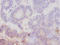 Arginine Vasopressin Receptor 1A antibody, A53272-100, Epigentek, Immunohistochemistry paraffin image 