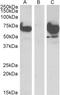 EPM2A Interacting Protein 1 antibody, LS-C54796, Lifespan Biosciences, Western Blot image 