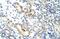 Nucleolar Complex Associated 4 Homolog antibody, PA5-41906, Invitrogen Antibodies, Immunohistochemistry frozen image 
