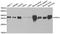 NSF Attachment Protein Gamma antibody, A08884, Boster Biological Technology, Western Blot image 