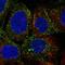 Platelet-derived growth factor D antibody, HPA046183, Atlas Antibodies, Immunofluorescence image 