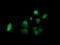 Klk8 antibody, M03901-1, Boster Biological Technology, Immunofluorescence image 