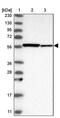 TNF Receptor Associated Factor 3 antibody, PA5-56354, Invitrogen Antibodies, Western Blot image 