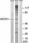AarF Domain Containing Kinase 1 antibody, A14988-1, Boster Biological Technology, Western Blot image 