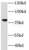 KH-Type Splicing Regulatory Protein antibody, FNab04525, FineTest, Western Blot image 