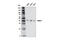Muscleblind Like Splicing Regulator 1 antibody, 94633S, Cell Signaling Technology, Western Blot image 