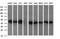 Ciliogenesis Associated TTC17 Interacting Protein antibody, NBP2-45568, Novus Biologicals, Western Blot image 