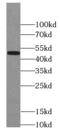 Paired Box 1 antibody, FNab06167, FineTest, Western Blot image 