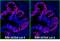 IgG-heavy and light chain antibody, A90-337D4, Bethyl Labs, Immunofluorescence image 