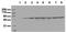 Fos Proto-Oncogene, AP-1 Transcription Factor Subunit antibody, ADI-905-640-100, Enzo Life Sciences, Western Blot image 