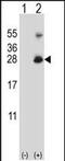 RING finger protein 11 antibody, PA5-48474, Invitrogen Antibodies, Western Blot image 