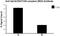 Spt16 (FACT140 complex) antibody, 607008, BioLegend, Chromatin Immunoprecipitation image 