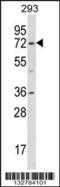 Potassium Voltage-Gated Channel Subfamily D Member 1 antibody, 56-800, ProSci, Western Blot image 