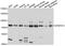 Membrane-bound aminopeptidase P antibody, A09337, Boster Biological Technology, Western Blot image 