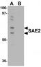 Ubiquitin Like Modifier Activating Enzyme 2 antibody, TA319807, Origene, Western Blot image 