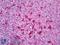 Cathepsin S antibody, LS-B7312, Lifespan Biosciences, Immunohistochemistry frozen image 