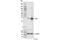Heme Oxygenase 1 antibody, 82206S, Cell Signaling Technology, Western Blot image 