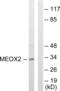 Mesenchyme Homeobox 2 antibody, abx013509, Abbexa, Western Blot image 