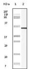 Vimentin antibody, AM06159SU-N, Origene, Western Blot image 