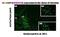 Lysosome-associated membrane glycoprotein 3 antibody, DDX0192P-100, Novus Biologicals, Immunofluorescence image 