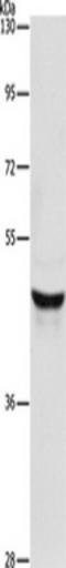 Keratin 40 antibody, TA349239, Origene, Western Blot image 