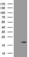 VIP peptides antibody, CF806851, Origene, Western Blot image 