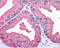 Oligosaccharyltransferase complex subunit OSTC antibody, 49-989, ProSci, Immunohistochemistry paraffin image 
