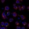Solute Carrier Family 9 Member B1 antibody, NBP2-56493, Novus Biologicals, Immunofluorescence image 