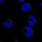 Neurexophilin And PC-Esterase Domain Family Member 4 antibody, NBP1-88548, Novus Biologicals, Immunofluorescence image 