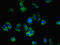 Yip1 Interacting Factor Homolog B, Membrane Trafficking Protein antibody, LS-C371491, Lifespan Biosciences, Immunofluorescence image 