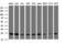 Mitochondrial Ribosomal Protein L11 antibody, M11059, Boster Biological Technology, Western Blot image 