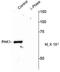 Serine/threonine-protein kinase PAK 1 antibody, PA5-35408, Invitrogen Antibodies, Western Blot image 