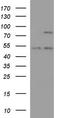 Protocadherin Beta 15 antibody, TA590485, Origene, Western Blot image 