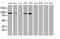 Ubiquitin Specific Peptidase 10 antibody, MA5-25796, Invitrogen Antibodies, Western Blot image 