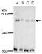 Transformation/Transcription Domain Associated Protein antibody, GTX129505, GeneTex, Western Blot image 