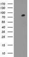 Gephyrin antibody, TA502247, Origene, Western Blot image 