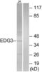 S1P3 antibody, LS-C120575, Lifespan Biosciences, Western Blot image 