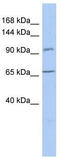 Conserved oligomeric Golgi complex subunit 5 antibody, TA339700, Origene, Western Blot image 