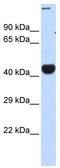 CREB/ATF BZIP Transcription Factor antibody, TA339531, Origene, Western Blot image 