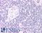 Forkhead box protein N1 antibody, LS-B10, Lifespan Biosciences, Immunohistochemistry paraffin image 