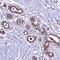 Leucine Twenty Homeobox antibody, HPA041498, Atlas Antibodies, Immunohistochemistry paraffin image 
