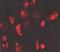 Adrenoceptor Beta 1 antibody, GTX23546, GeneTex, Immunohistochemistry frozen image 