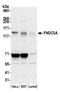 Fibronectin Type III Domain Containing 3A antibody, A305-158A, Bethyl Labs, Western Blot image 
